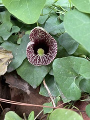 Aristolochia littoralis