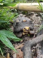 Chelonoidis carbonarius