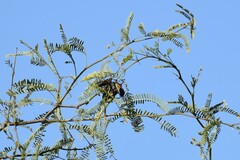 Pachylis neocalifornicus