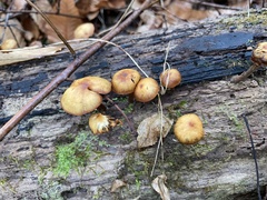 Galerina marginata