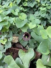 Aristolochia littoralis