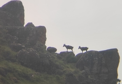 Nilgiritragus hylocrius