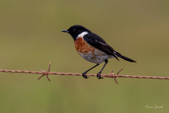 Saxicola torquatus