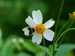 Choreutis basalis