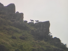 Nilgiritragus hylocrius