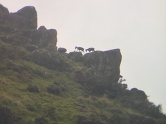 Nilgiritragus hylocrius