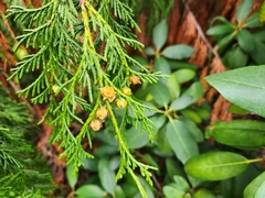 Cupressus nootkatensis