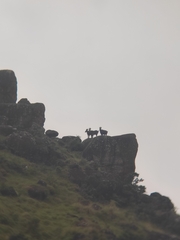 Nilgiritragus hylocrius
