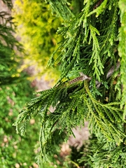 Cupressus nootkatensis