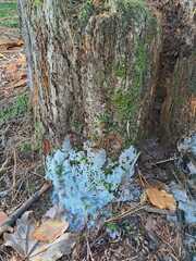 Ceratiomyxa fruticulosa