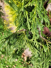 Cupressus nootkatensis