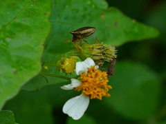 Eysarcoris guttigerus