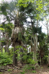 Borassus flabellifer