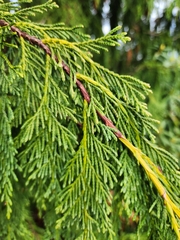 Cupressus nootkatensis