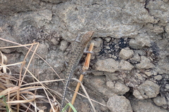 Sphenomorphus melanopogon