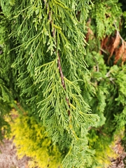 Cupressus nootkatensis