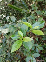 Maesa perlaria formosana