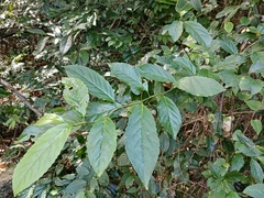 Maesa perlaria formosana