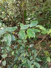 Maesa perlaria formosana