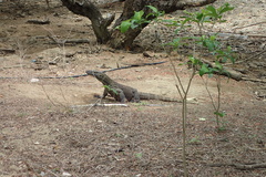 Varanus komodoensis