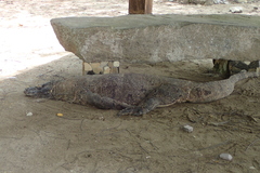 Varanus komodoensis