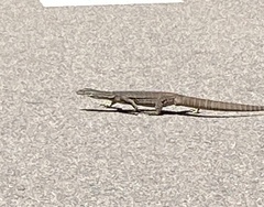 Varanus panoptes panoptes