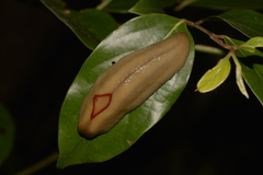 Triboniophorus graeffei