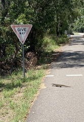 Varanus panoptes panoptes