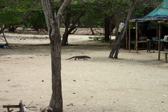 Varanus komodoensis
