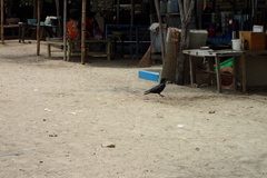 Corvus macrorhynchos