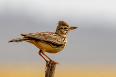 Galerida magnirostris