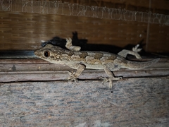 Hemidactylus leschenaultii