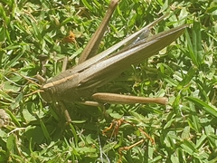 Schistocerca flavofasciata