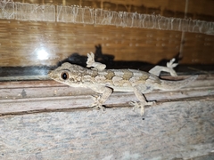Hemidactylus leschenaultii