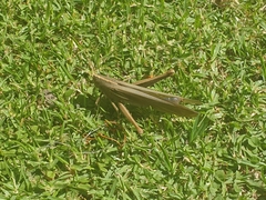 Schistocerca flavofasciata