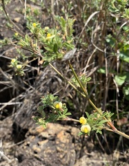 Stylosanthes