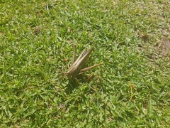 Schistocerca flavofasciata