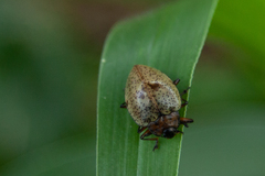 Cypherotylus adrianae