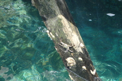 Grapsus albolineatus