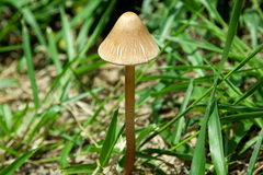 Macrolepiota capelariae
