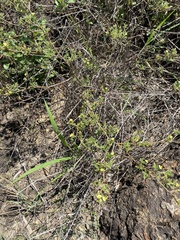 Stylosanthes