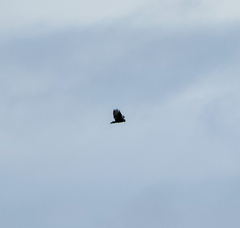 Buteo buteo rothschildi