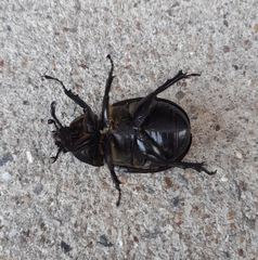 Xylotrupes australicus