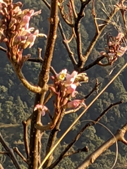 Wightia speciosissima
