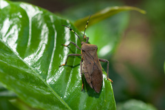 Pachylis laticornis
