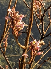 Wightia speciosissima