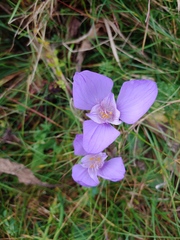 Crocus banaticus