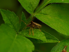 Eysarcoris guttigerus