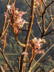 Wightia speciosissima