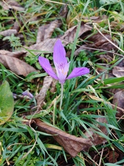 Crocus banaticus